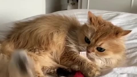 Do You Like Cats? Watch This Video. Cute kitten
