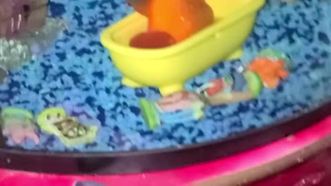 My fish sleeping in his little bathtub