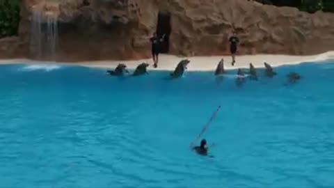 Amazing Playing Dolphins In River