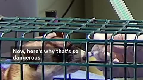 Female ferrets can actually become sick