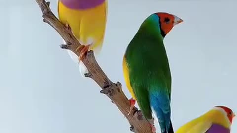 Beautiful Birds sound