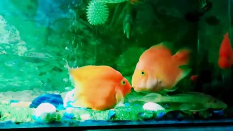 Parrot fish kissing scene for status