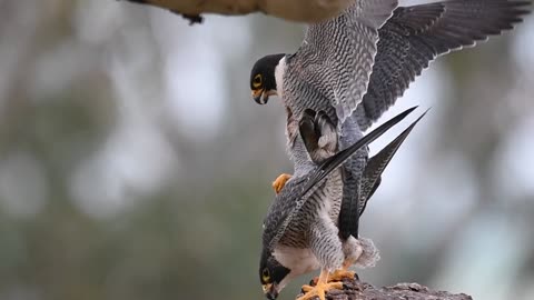 Peregrine Falcons: The Nature of Mating and Reproduction