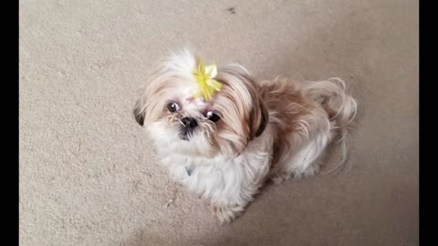 Rosie The Shihtzu Looking Like A Diva