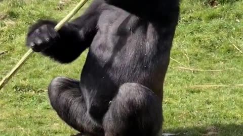 Gorillas have specialised gut bacteria which help break down hard fibre such as bark into protein