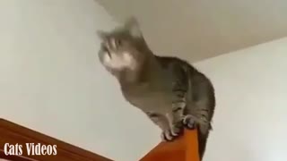 A cat jumping from The Top Door To Another Door.