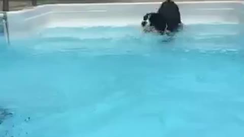 dog waits patiently to go in the pool!