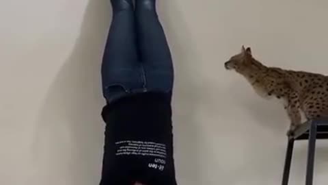 Cat Training by a lady