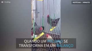 Conheça as galinhas que adoram balançar