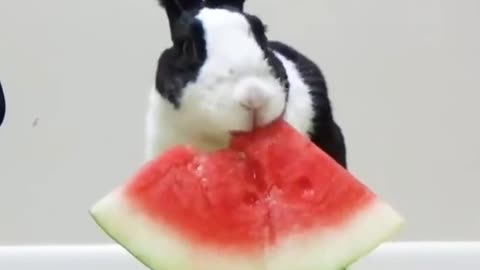Кролик кушает арбуз.