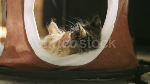 Two kittens almost falling out of a kitty condo while playing together