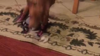 Tiny dog stumbles in dog shoes across floor