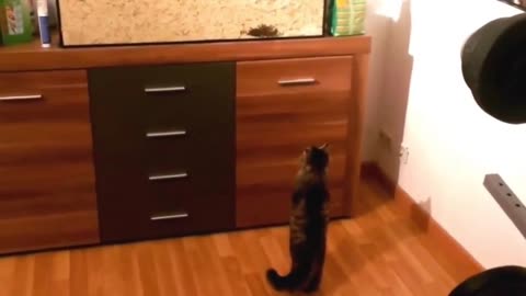 Cat watches TV on two legs