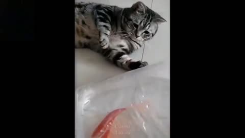 Cute little cat playing with her food😻