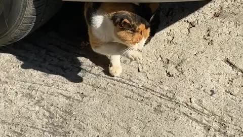 A cat was under the car