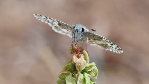 Watch the butterfly up close