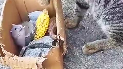 Funny comedy 🤣 😹 Rat 🐀🐀 and cat 🐈🐈