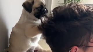 Adorable pug puppy demands attention from owner