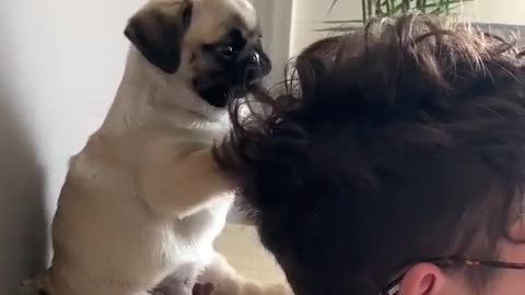 Adorable pug puppy demands attention from owner