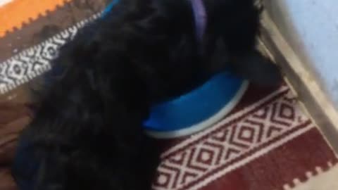 Scottish Terrier puppy tries swimming in her water bowl