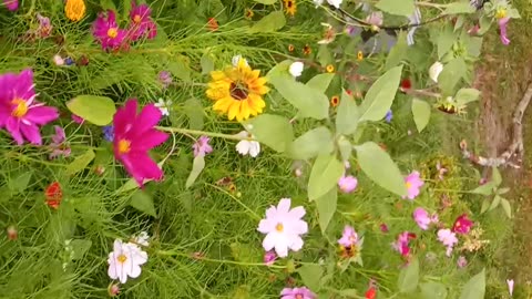 Small flower beds go a long way to help feed bees
