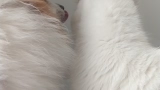 Doggo Licks Kitty's Face Clean