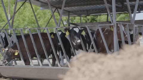 Close up cow feeding on milk farm. Cow on dairy farm eating hay
