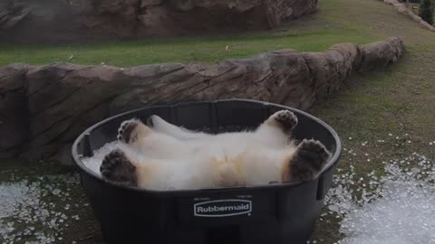 Polar Bear Nora Has An Icy Blast In Her Tub
