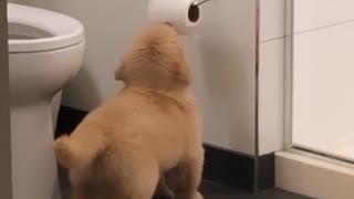 Puppy figures out how to play with the toilet paper roll
