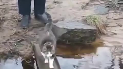 CAT: I don't like water