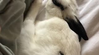 Black and white bunny under green blanket