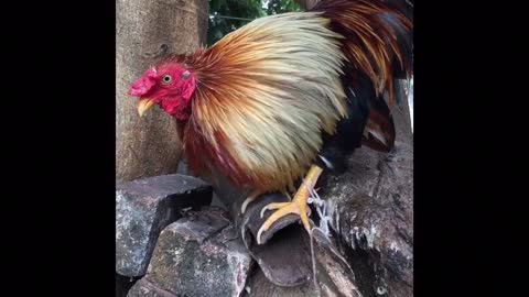 banboo chicken