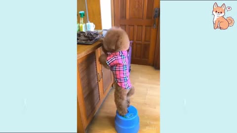 Watch this Cute Dog Standing on Only 2 Legs and Getting Some Food for His Partner