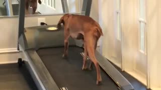 Athletic Doggy Runs On The Treadmill