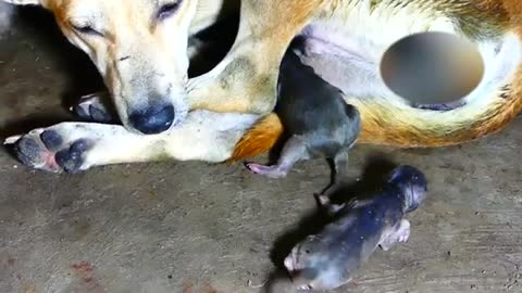 Puppies just giving birth crying loudly find milk - Amazing Pets