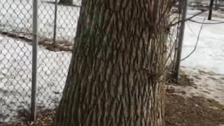 German Shepherd goes crazy for squirrel