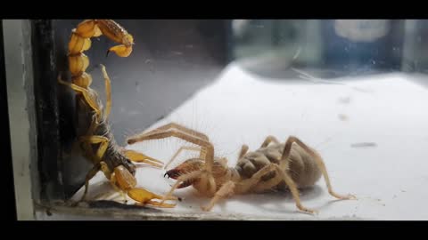 Camel Spider vs Venomous Scorpion