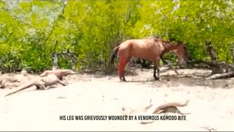 Epic Showdown: Horse vs. Crocodile - Unbelievable Encounter Caught on Camera!"
