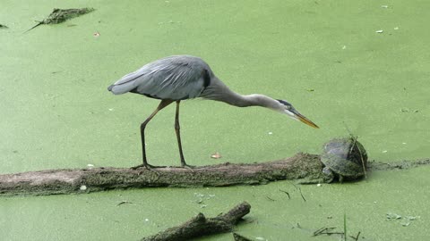 Great Blue Herons mating on a log in a swamp