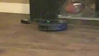 Smart Dog Turns off Roomba