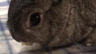 Bunny Eats Apple and Licks Lips After
