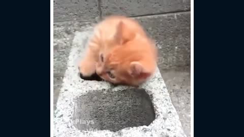 FUNNY CATS COMPILATION !!!!!!