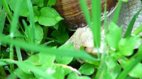Snail is eating leaves