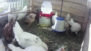 Our chickens are growing fast