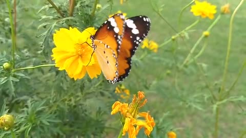 beautiful butterfly 🦋