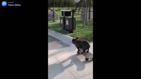 Dog playing skateboard on the street.mp4