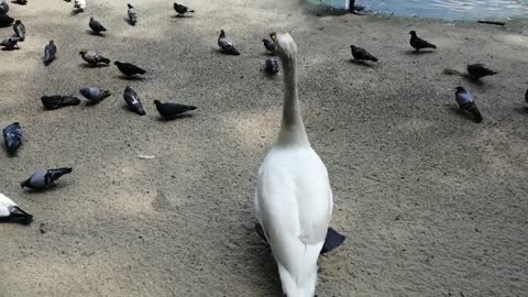 We are enjoying great swans.