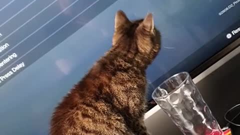 Fanny cat video fan