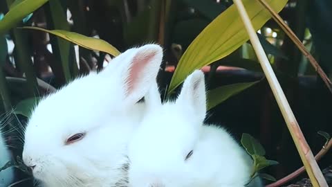 Funny rabbits enjoy