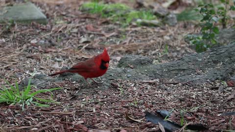 Most Beautiful Birds in Nature 33